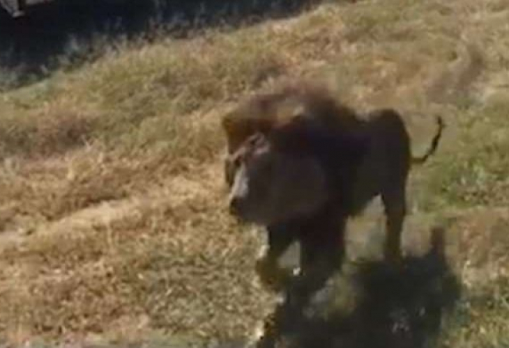 Лъв нападна брутално собственик на природен парк пред ужасените очевидци (ВИДЕО 18+)