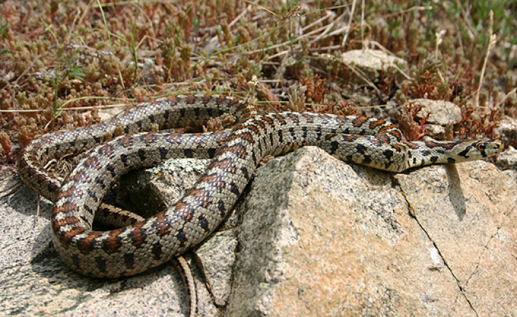 Експерт посочи колко вида змии пълзят из Бургас!