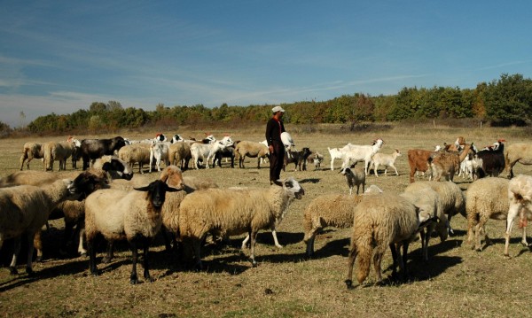 Заплатата на овчар до 1500 лв., ще внасяме от Виетнам