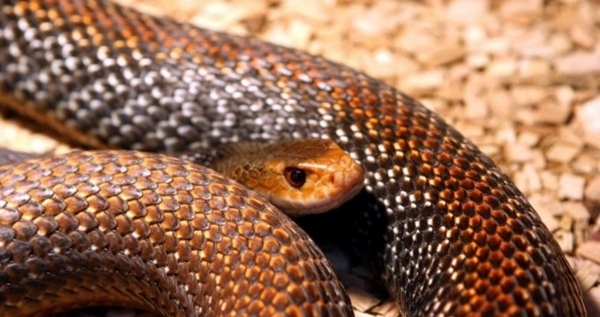 Змии превзеха България! Жителите са в ужас