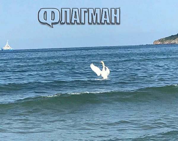 Първият бял лебед долетя в залива Аркутино, самотен е! (СНИМКА)