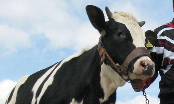 Гушкането на крави - нова модна терапия срещу 300 долара