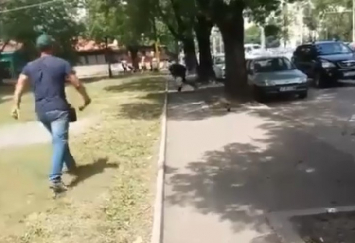 Ужаси на Хичкок: Гарвани яростно кълват човек посред бял ден на улицата