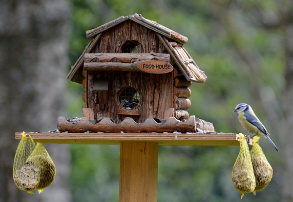 РИОСВ-Бургас и деца ще поставят къщички за птици за деня на околната среда