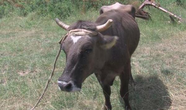 Властите искат смъртта на крава, разходила се до Сърбия