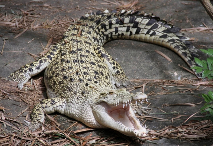 Два района в Австралия си мерят... крокодилите!