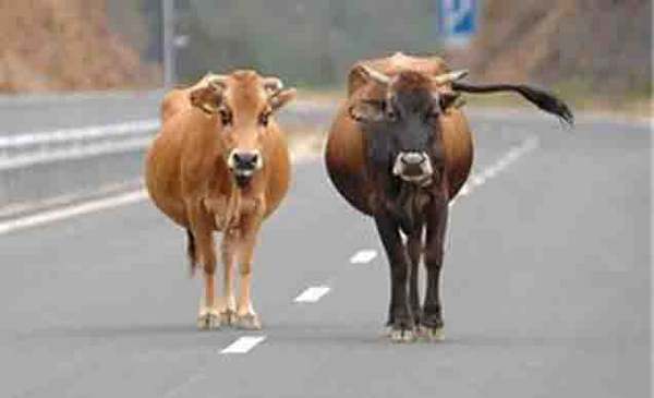 Шофьори, внимавайте! Стадо крави се разхожда на магистралата