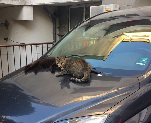 Кошмар в ж.к.”Лазур”, съсед събира десетки котки на ул.”Иван Богоров”
