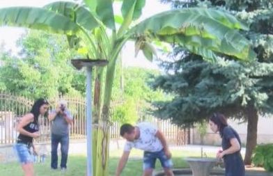 Банани растат в двора на къща в Хасково
