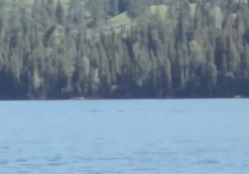 Загадъчно същество, наподобяващо чудовището от Лохнес, изплува в езеро