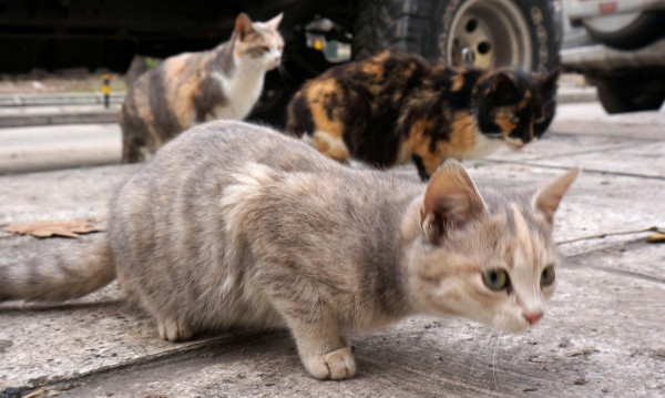 Съседски тормоз: Жена гледа десетки котки в блок