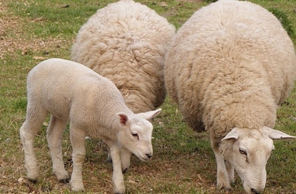 Чума по козите и овцете, взимат спешни мерки в Малко Търново, Средец и Царево