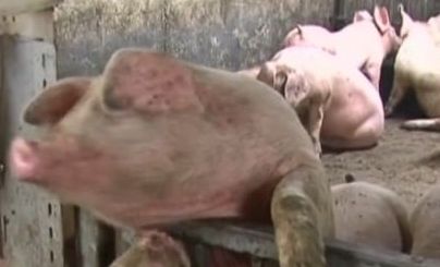 Животновъди бият тревога, 100 000 свине може да бъдат унищожени заради африканската чума