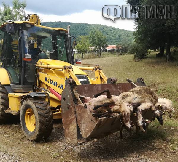 Първо във Флагман.бг: Вижте ужасяващата трагедия на Странджа, започна евтаназия на 14 хил.животни (СНИМКИ)