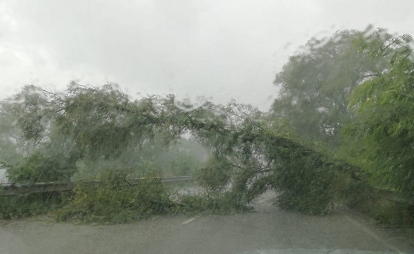 От последните минути: Паднало заради бурята дърво затвори главен път