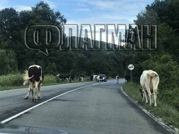 Внимание, шофьори! Пътят между Малко Търново и Звездец - блокиран от… крави (СНИМКИ)