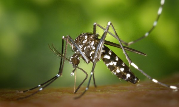 7 начина да облекчите ухапванията от комари