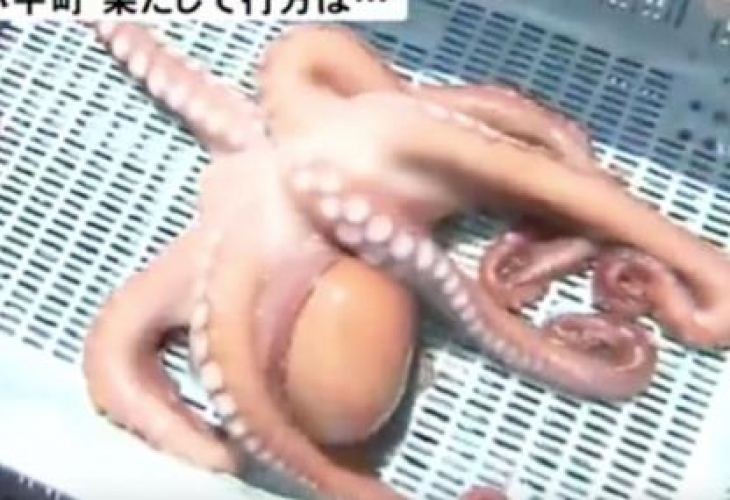 Печален край: Изядоха октопода-пророк, пoзнал мачове на Световното (СНИМКИ)