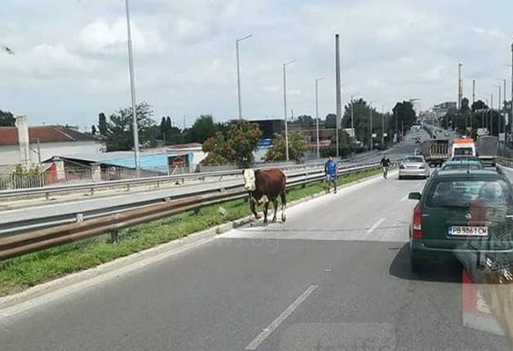 Корида! Цигани погнаха бик по улицата!