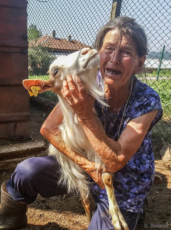 Болката на баба Дора трогна цяла България. Тя ридае безутешно: Не убивайте животните ми, те са мои деца (ВИДЕО)