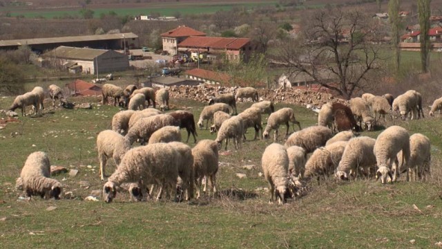 Евтаназията на животни в Ямболско ще продължи