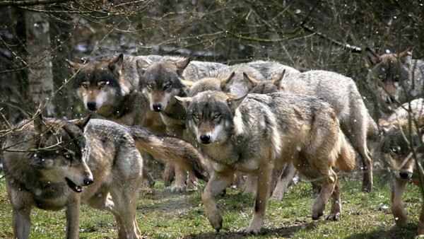 Идат вълци от Чернобил