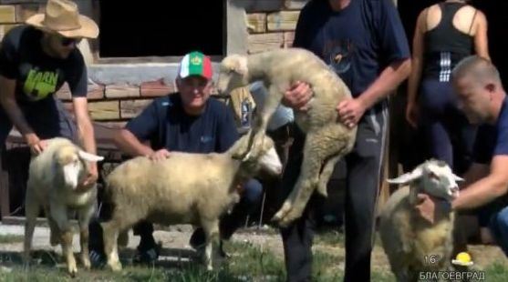 Овцевъди от Габровския балкан даряват животни на колегите си от Странджа (ВИДЕО)