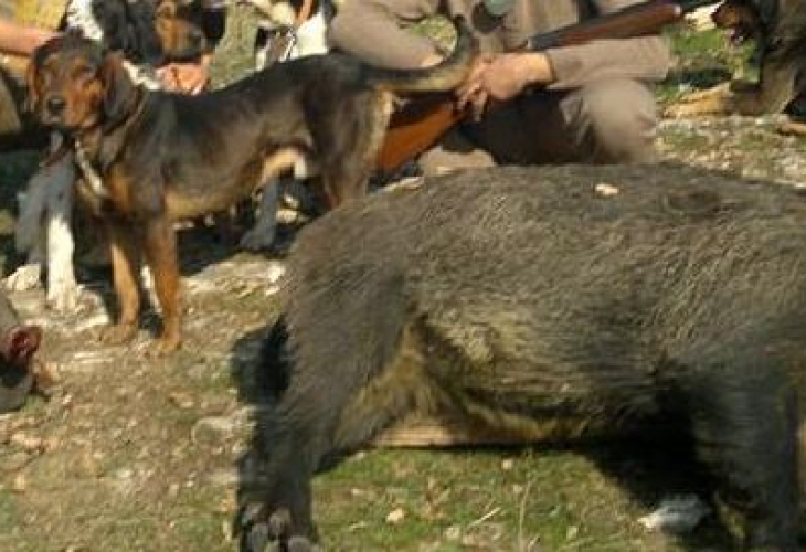 Заради африканска чума: Авджиите обявиха бойкот на лова на диви прасетаl