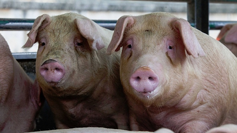 Ветеринари сигнализират, че до месец и половина чумата по свинете ще дойде у нас