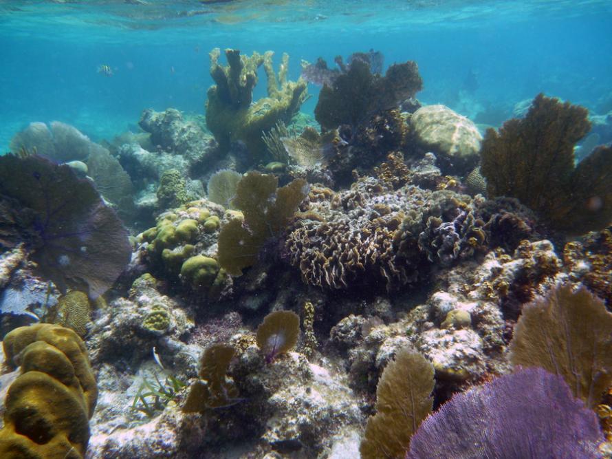 Учени ще изстрелват сол в небето, за да спасят кораловите рифове