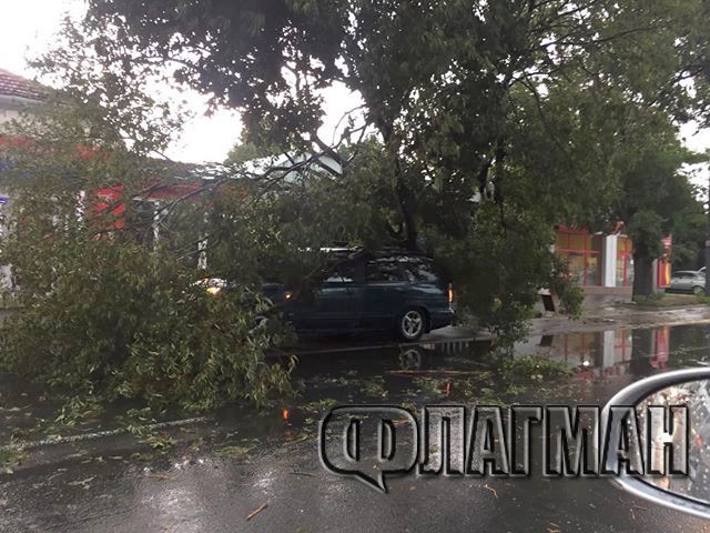 Само във Флагман! Дърво премаза автомобил заради бурята в Бургас