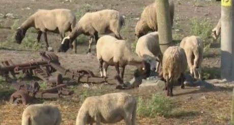 Взимат нови проби от стадата с овце и кози