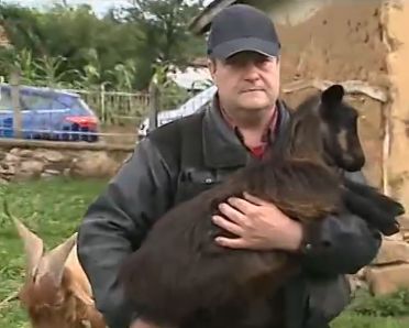 Българин дарява коза и ярета на баба Дора, за да възстанови стадото си (ВИДЕО)