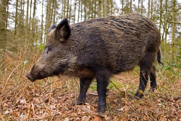Започнаха оградата с Румъния срещу заразата от чума по свинете