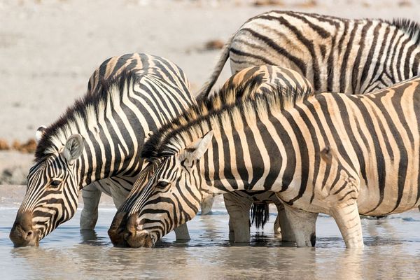 Потрес! Собствениците на зоопарк боядисаха магарета на райета, показват ги като зебри (СНИМКИ)