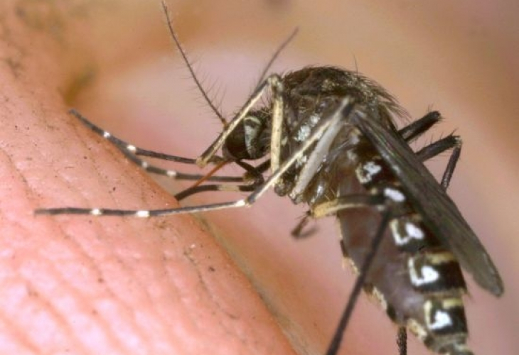 Защо комарите хапят някои хора повече от други