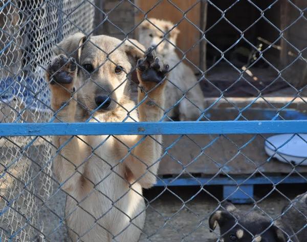 Безстопанствените кучета у нас – 24 хил., Бургас първенец в осиновяването на четириногите