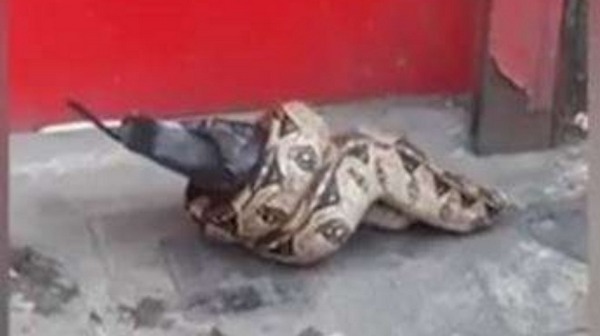 Потрес! Змия изяде гълъб на оживена лондонска улица (ВИДЕО)