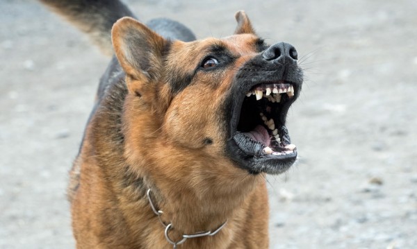 Куче нахапа полицай, собствениците му – в ареста
