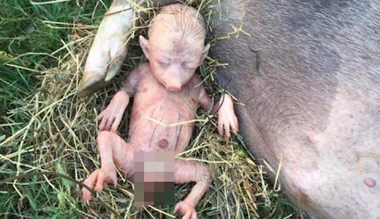 Мистерия: Човекоподобно прасе се роди в Кения (ВИДЕО)