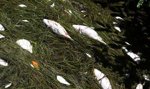 Жега изби 20 тона риба в езеро в Германия