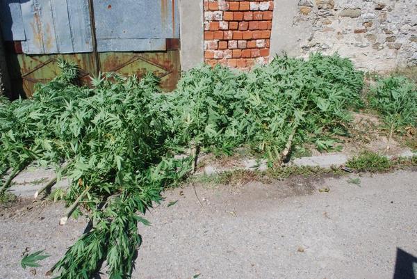 Спипаха строител да гледа канабис на село