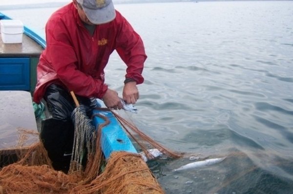 Бургаски рибари: Не е вярно, че морето ври от сафрид, рибата намалява