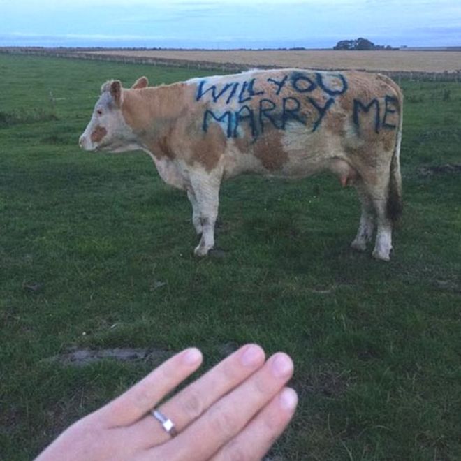 Мъж предложи брак на приятелката си върху... крава (СНИМКИ)