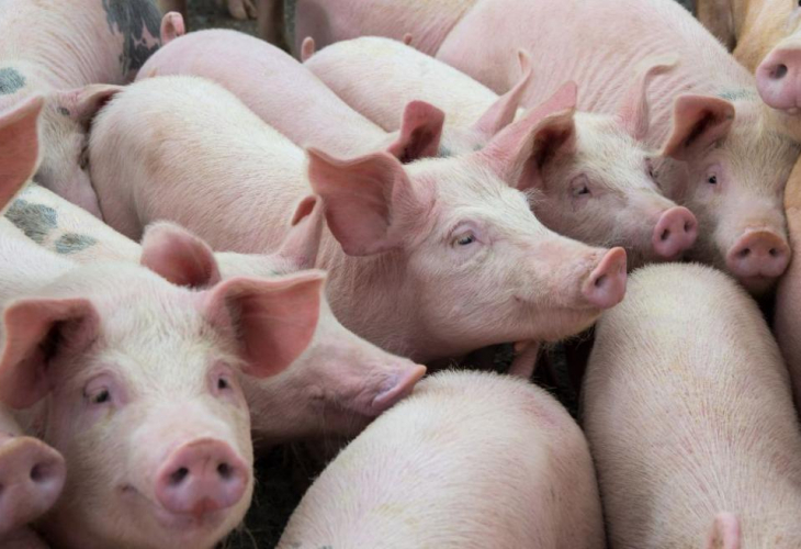 БАБХ проверява сигнал за Африканска чума по свинете
