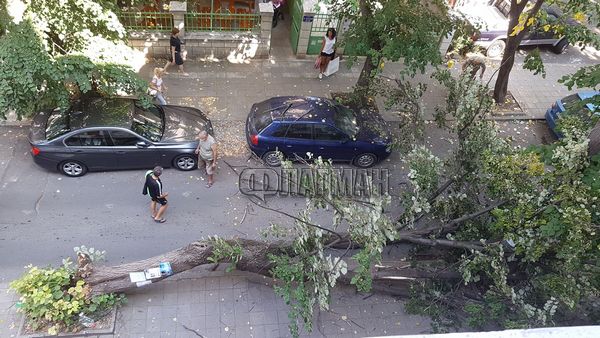 От последните минути! Камион  събори огромно дърво в жк. „Възраждане” (СНИМКИ)