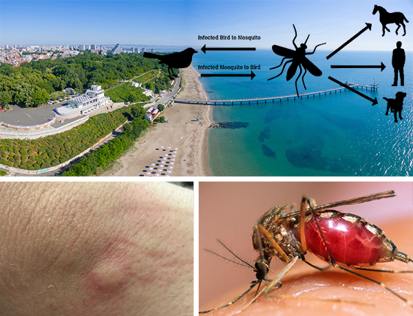 Опасно! Има съмнения за западнонилска треска в Бургас, 3 мъртви щъркела край Атия са носители на болестта