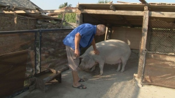 Умъртвени са десетки прасета в Тутраканци заради чумата