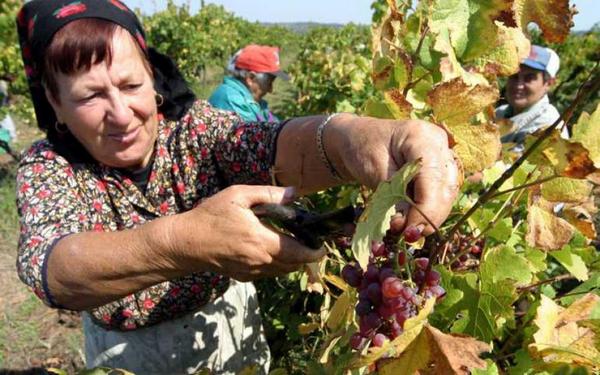 Министър Порожанов ще открие гроздобера