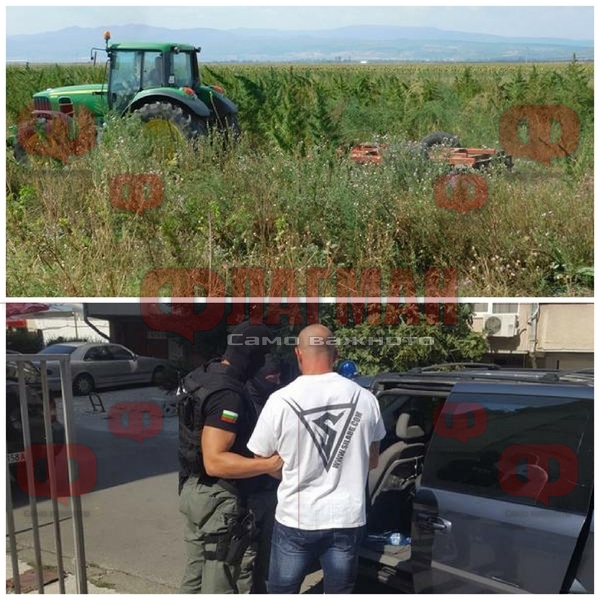 След спецакцията срещу Георги Илиев и хората му: Криминалисти ожънаха ниви с близо 100 дка канабис